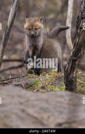 cute babies fox in spring Stock Photo