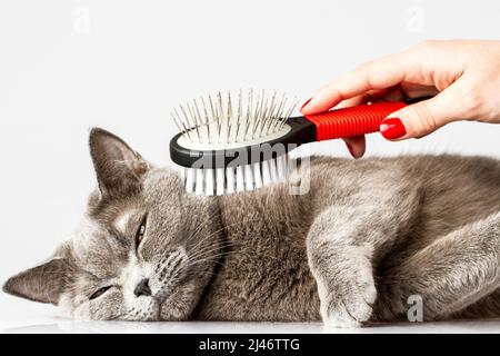 woman combing British cat on white background Stock Photo