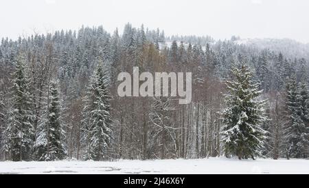 Snow covered forest in winter in Polish mountains Stock Photo