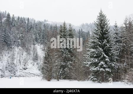 Spruce tree in snow covered forest in winter in Polish mountains Stock Photo