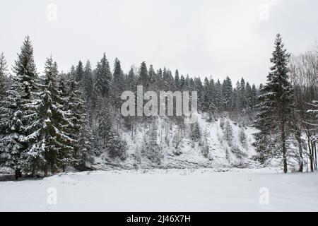 Snow covered forest in winter in Polish mountains Stock Photo