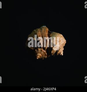 Seashell isolated on black background dark sea Stock Photo