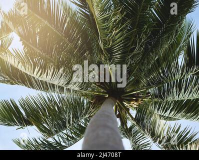Island dreaming. Low angle shot of a palm tree with its leaves blowing in the wind. Stock Photo