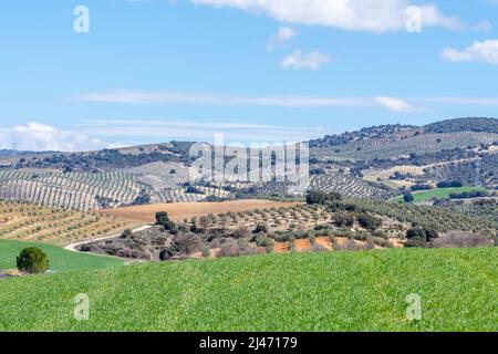 View of large agricultural areas of olive trees in the Andalusian countryside (Spain) Stock Photo