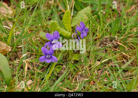 Sweet Violet, Viola odorata, is a species of flowering plant in the viola family, native to Europe and Asia. This small hardy herbaceous perennial is Stock Photo