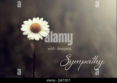 Sympathy card with daisy flower on dark background Stock Photo