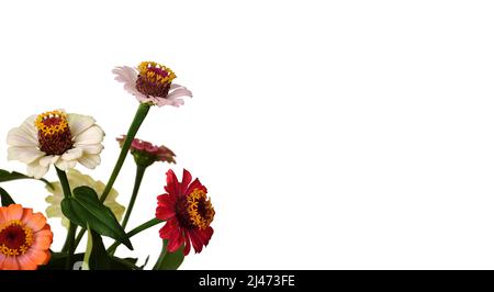 Zinnia flowers isolated on white background with copy space Stock Photo