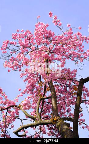 Spring has arrived with cherry blossoms on a cherry tree,seasonal nature concept Stock Photo