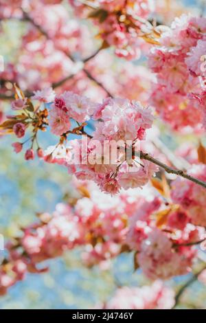 Amazing pink cherry blossoms on the Sakura tree in a blue sky ...