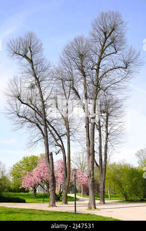Springtime in the park with blooming cherry tree , cherry blossoms and trees, season and nature concept Stock Photo