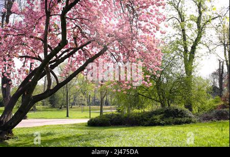 Springtime in the park with blooming cherry tree , cherry blossoms and trees, season and nature concept Stock Photo