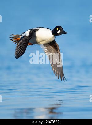 A drake Goldeneye on a spring day Stock Photo - Alamy