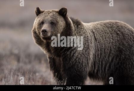 Grizzly Bear in Grand Teton National Park Stock Photo