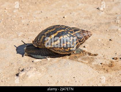 An East African Land Snail, or Giant African Land Snail, Achatina Fulica, at the Addo Elephant Park, South Africa. Stock Photo