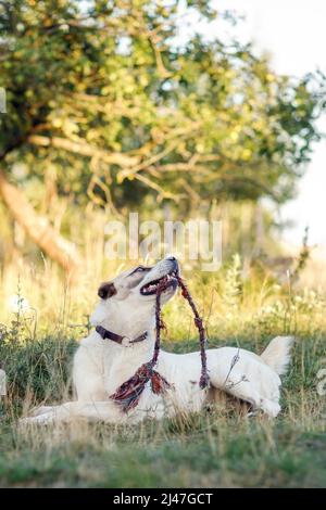 Vertical photo of a dog with a raised head and playing with a rope in a beautiful country garden. Stock Photo