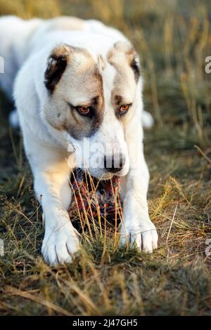 A sad dog lies on the grass and keeps his toy rope between his legs. Stock Photo