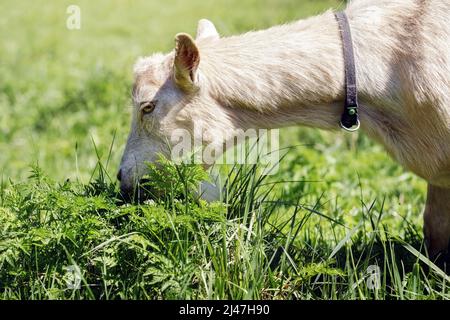 Beautiful, green meadow, juicy fresh grass and goat Stock Photo