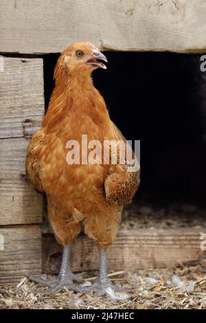 Chicken portrait in a farm at summer time, the bird stands near the entrance to the henhouse as if safeguard his house Stock Photo
