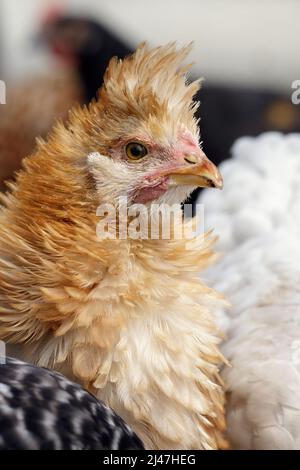 Free range, hazel chicken portrait in a farm at summer time. Concept, birds care in traditional farm, organic poultry and eggs Stock Photo