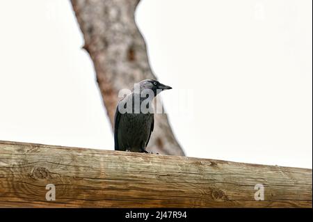 Western jackdaw, bird of the corvidae family standing on a tree trunk Stock Photo