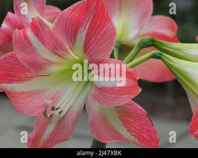 Macro of pink Gervace Amaryllis flower Stock Photo