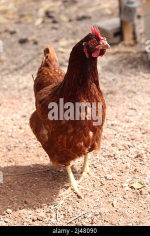 Front view of a pet Rhode Island red chicken on a family farm in Gilbert, Arizona. Stock Photo