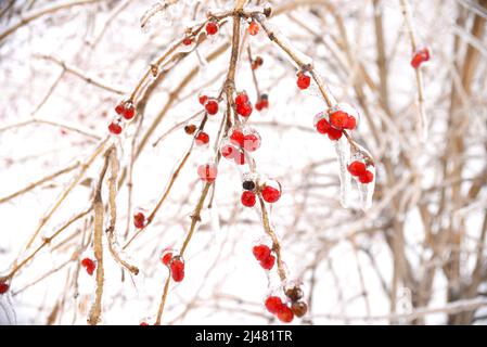 Frozen red berries on a branch in ice and snow on a winter day Stock Photo