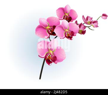 Realistic vector illustration of pink orchid branch. Phalaenopsis, blossom, houseplant. Flowers concept. For topics like beauty, botany, spring Stock Vector