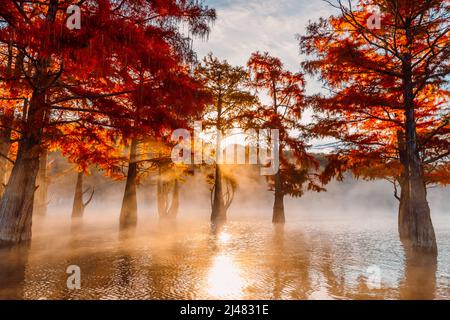 Taxodium distichum with red needles in Florida. Swamp cypresses on lake with reflection. Stock Photo