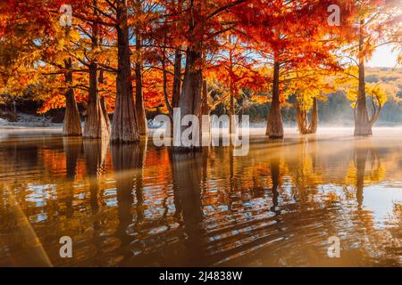 Swamp cypresses on lake with reflection, fog and sunshine. Taxodium distichum with orange needles Stock Photo