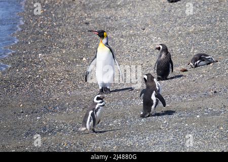 King penguin on Martillo island beach, Ushuaia. Tierra del Fuego national park. Chilean wildlife Stock Photo