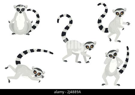 Cute cartoon gray lemurs catta, ring tailed illustration. Stock Vector