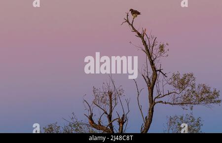 A Red-shouldered Hawk perched atop a skeletal tree at sunset in Oklahoma Stock Photo