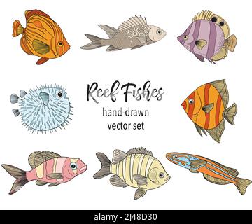 Hand drawn Reef Tropical Fishes. Sea and Ocean Animals Vector Clip art. Stock Vector