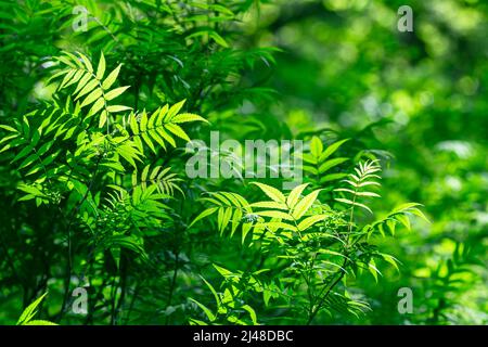 Green leaves on blurred greenery background. Concept plants landscape,  ecology Stock Photo - Alamy
