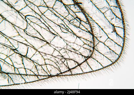 insect wing under microscope Stock Photo