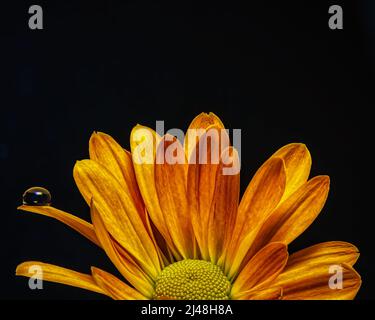 Orange Daisy with Water Drop Stock Photo