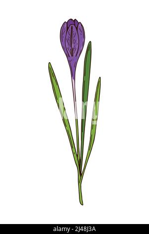 Hand drawn colored botanical vector illustration of a blooming crocus. Meadow plant drawing Stock Vector