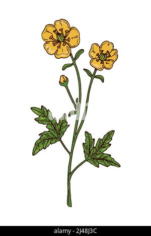 Hand drawn buttercup floral illustration. 2883040 Vector Art at