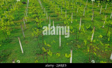 Aerial video in an amazing vineyards landscape, with drone, above vineyards in a beautiful day Stock Photo