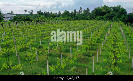 Aerial video in an amazing vineyards landscape, with drone, above vineyards in a beautiful day Stock Photo