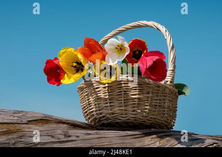 Wicker basket with bunch of colorful tulips with multicolored petals placed on wooden log against blue cloudless sky in countryside Stock Photo