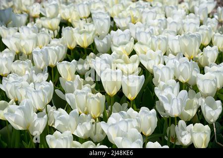 Background with plantation of fresh tulips with white tender petals and green stalks growing in garden on sunny spring day Stock Photo