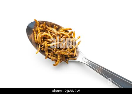 Fried salty worms. Roasted mealworms in spoon isolated on a white background. Stock Photo