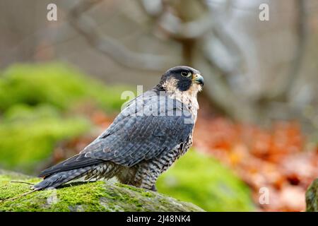 Bird of prey Peregrine Falcon sitting on the rock with orange autumn forest in background. Wildlife scene from nature. Stock Photo