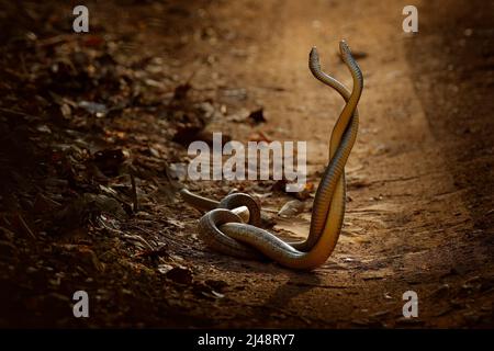 Indian rat snake, Ptyas mucosa. Two non-poisonous Indian snakes entwined in love dance on dusty road of Ranthambore national park, India. Snake love o Stock Photo