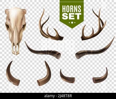 Realistic set of cow skull and horns of different shape isolated on transparent background vector illustration Stock Vector