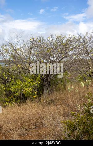 Small tree on the overgrown hills around the Jan Thiel Salt Flats on the Caribbean island Curacao Stock Photo