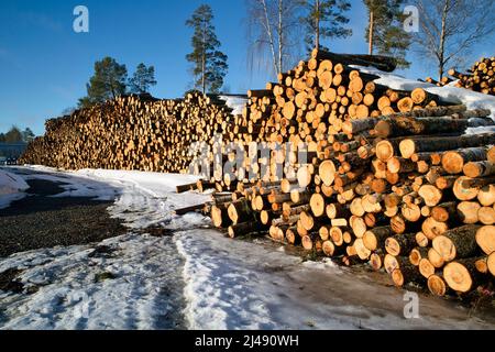 Stacks of tree trunks ready for transport in springtime, Finland Stock Photo