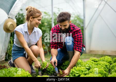 Happy young couple working in greenhouse, growing organic food. People bio food health concept Stock Photo